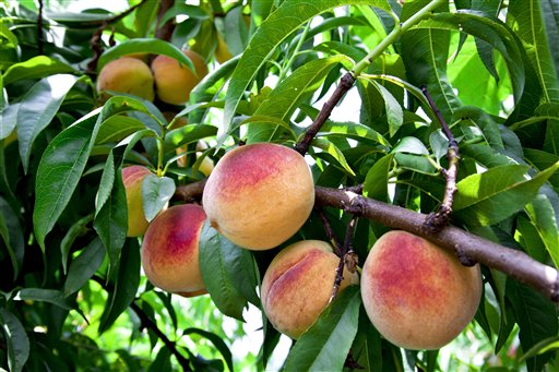 Peaches on the tree
