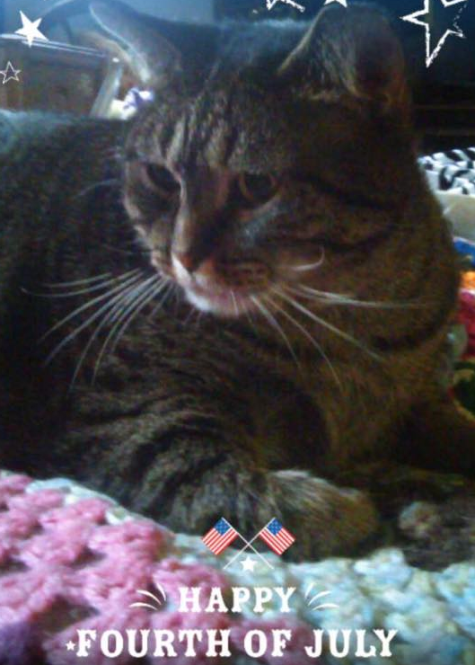 "If elected as your president, I will create millions of jobs in the fireworks sector to annoy those dogs who are ruining our economy," Limberbutt said on July 4, 2015. (via Facebook)