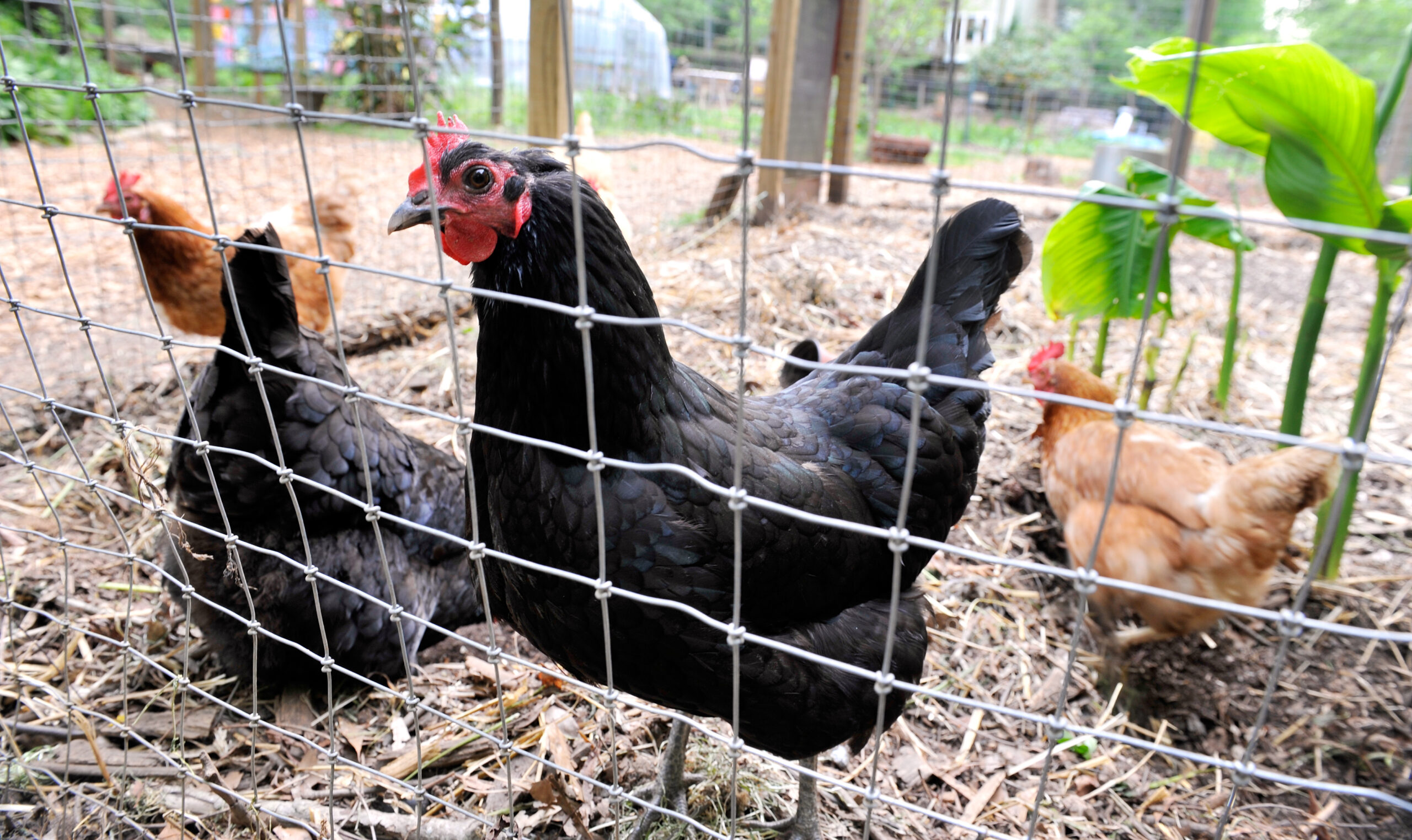 Urban farming