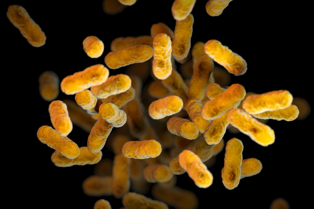 Whooping cough pertussis bacteria microbe