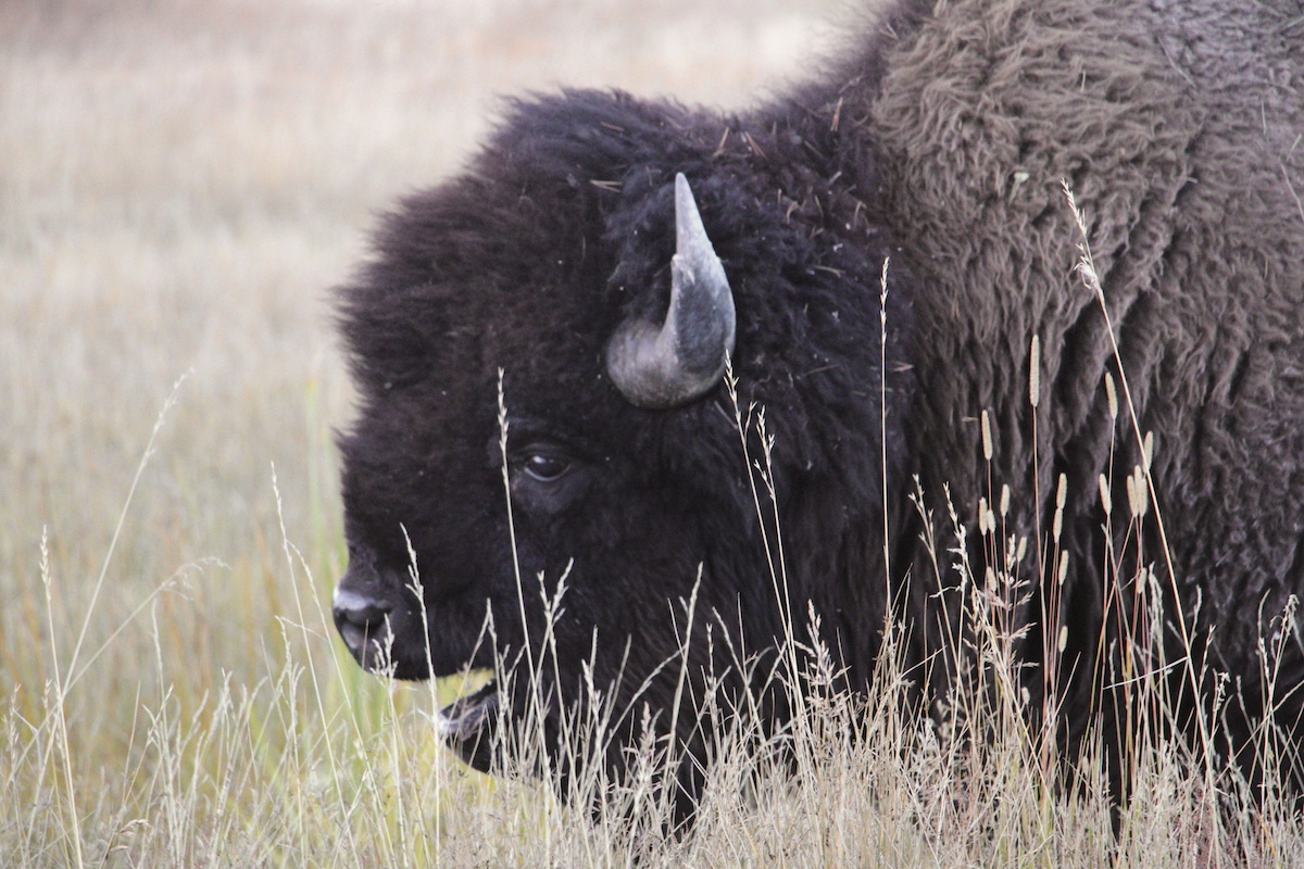 Bison at Yellowstone 09-25-2023