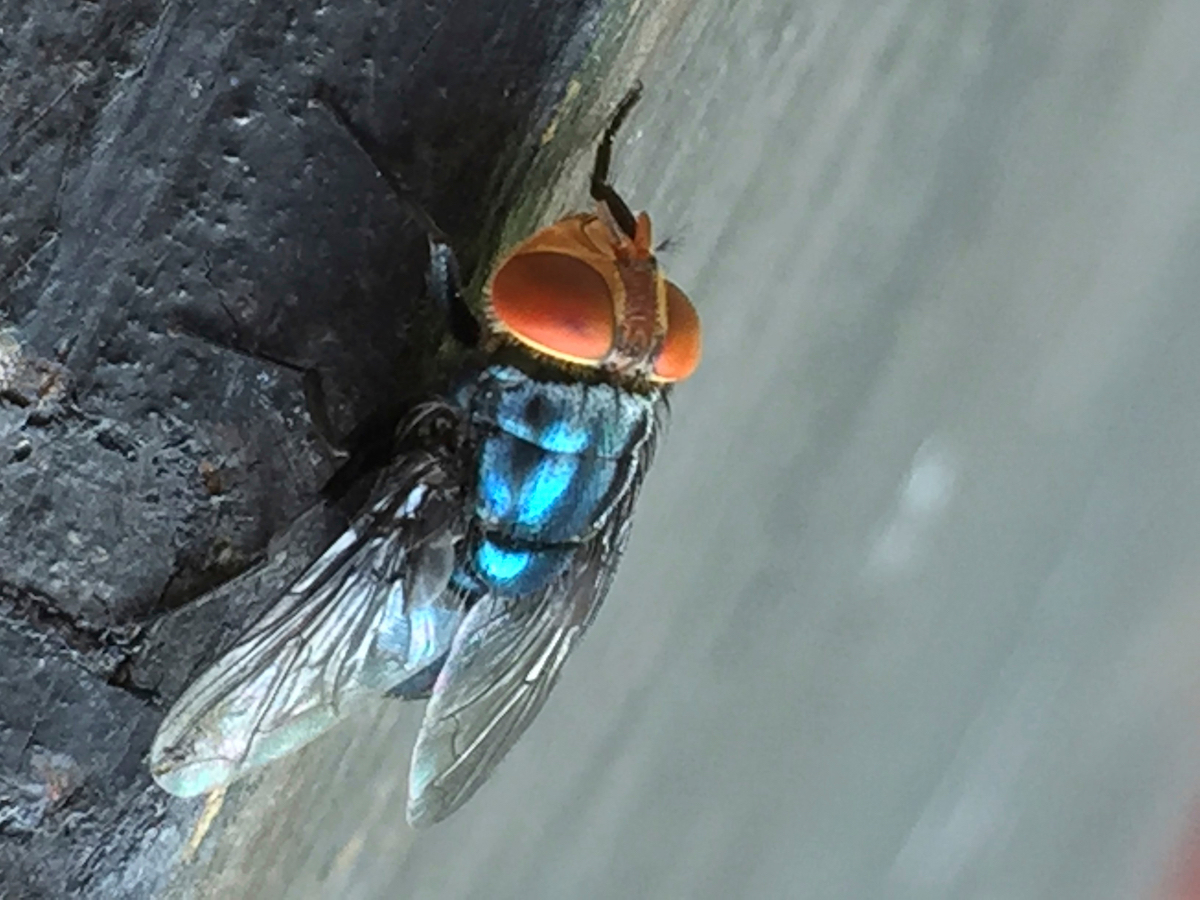 Screwworm fly at rest