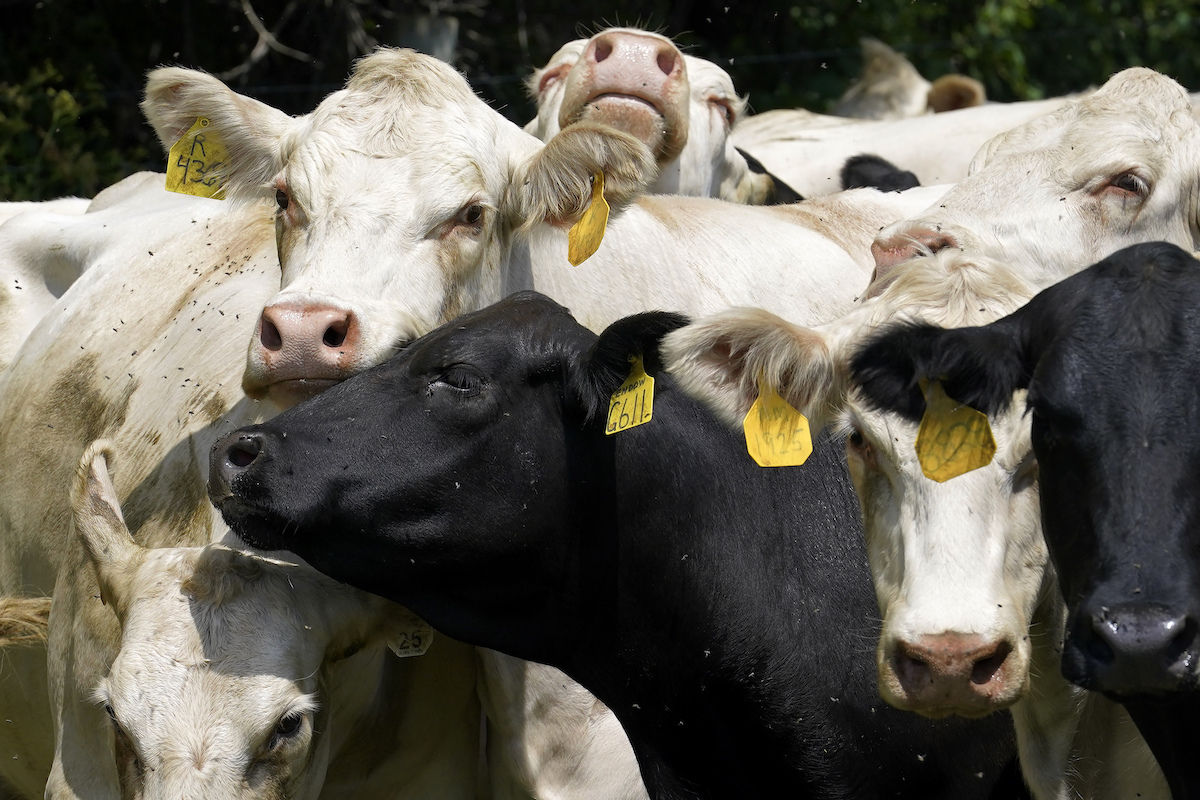 Vermont cows