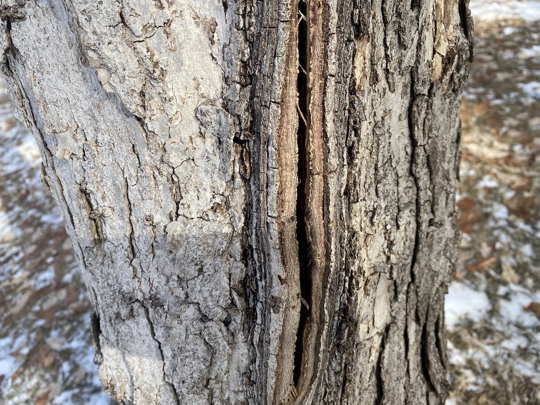 Tree with frost crack on University of Minnesota's St. Paul campus