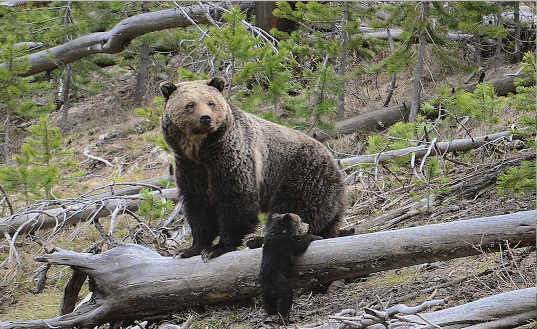 Imagen de un oso pardo en Yellowstone 2019