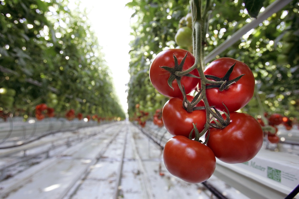 Tomatos on the vine in a greenhouse 2007