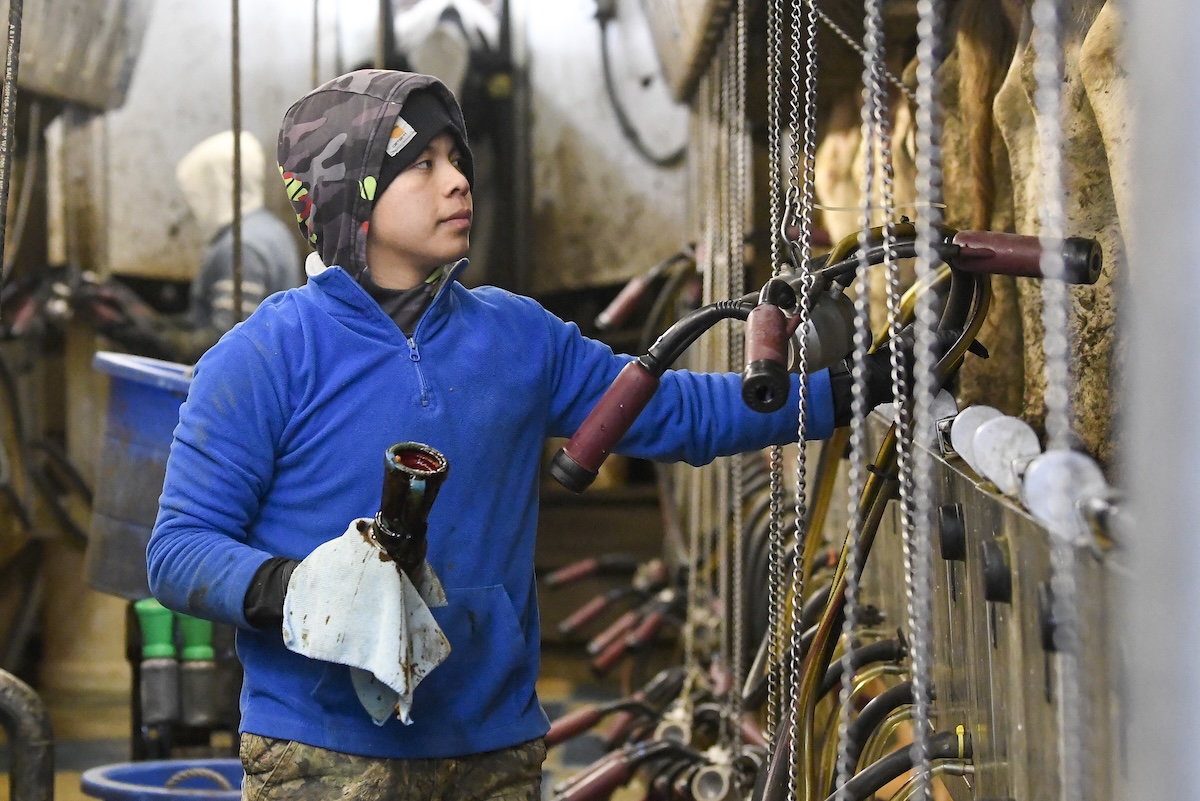 Milking cows at a farm in Schuylerville NY