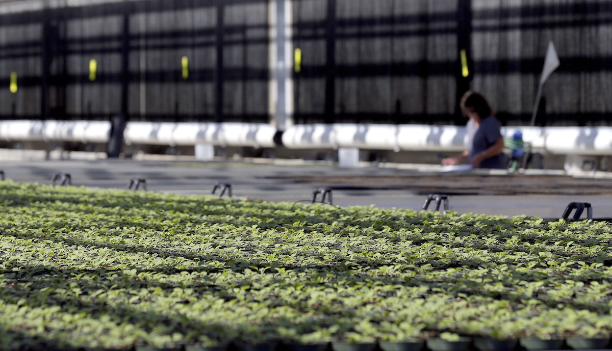 Medicago tobacco greenhouse vaccine 2014