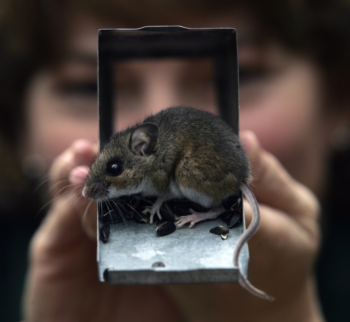 Deer mouse in trap in NY 2007