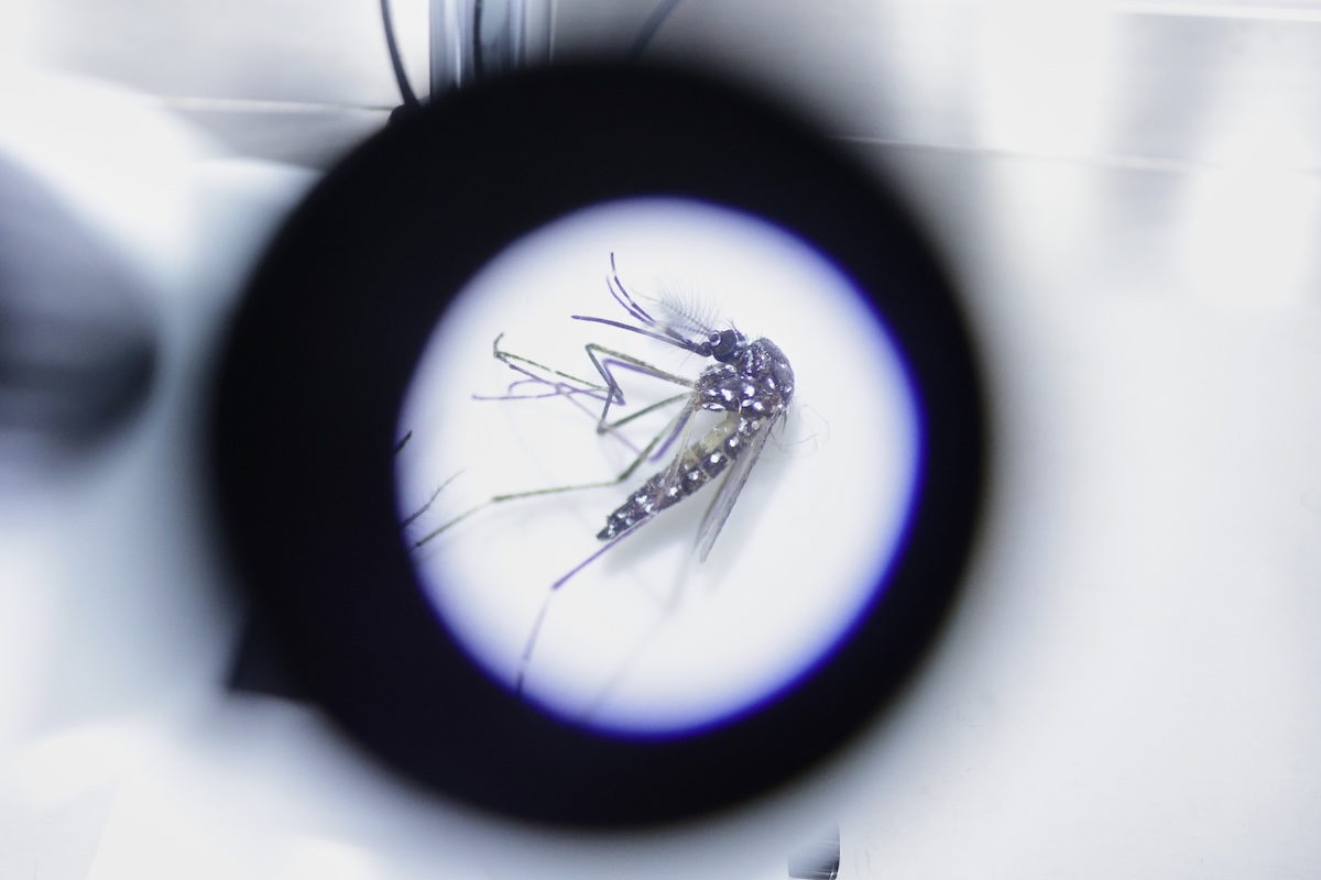Aedes aegypti mosquito carrying Wolbachia bacteria 10-01-2025