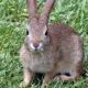 People for the Ethical Treatment of Animals